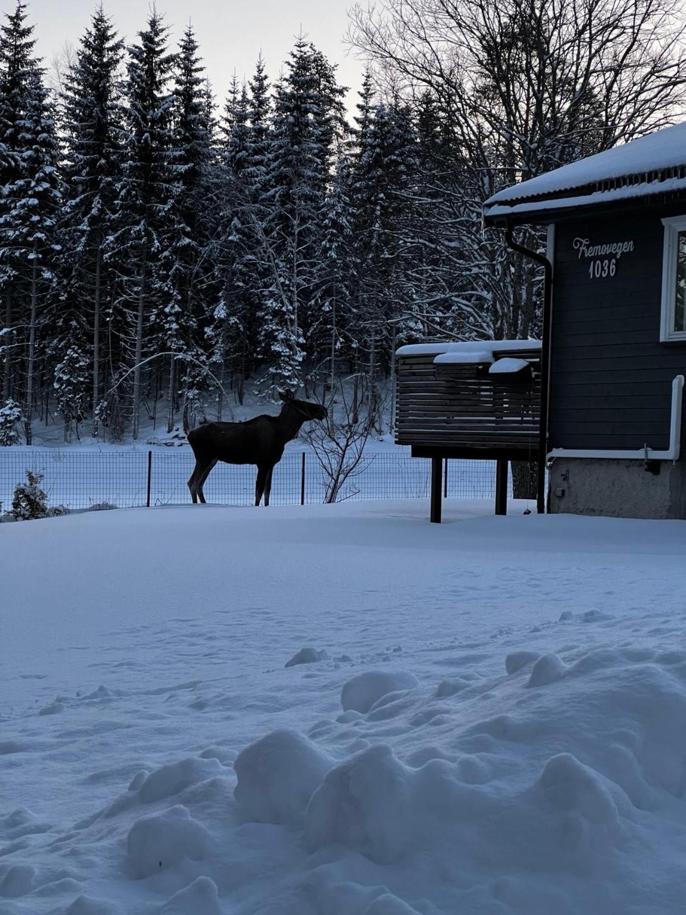 Vassfjellet Home Trondheim Dış mekan fotoğraf